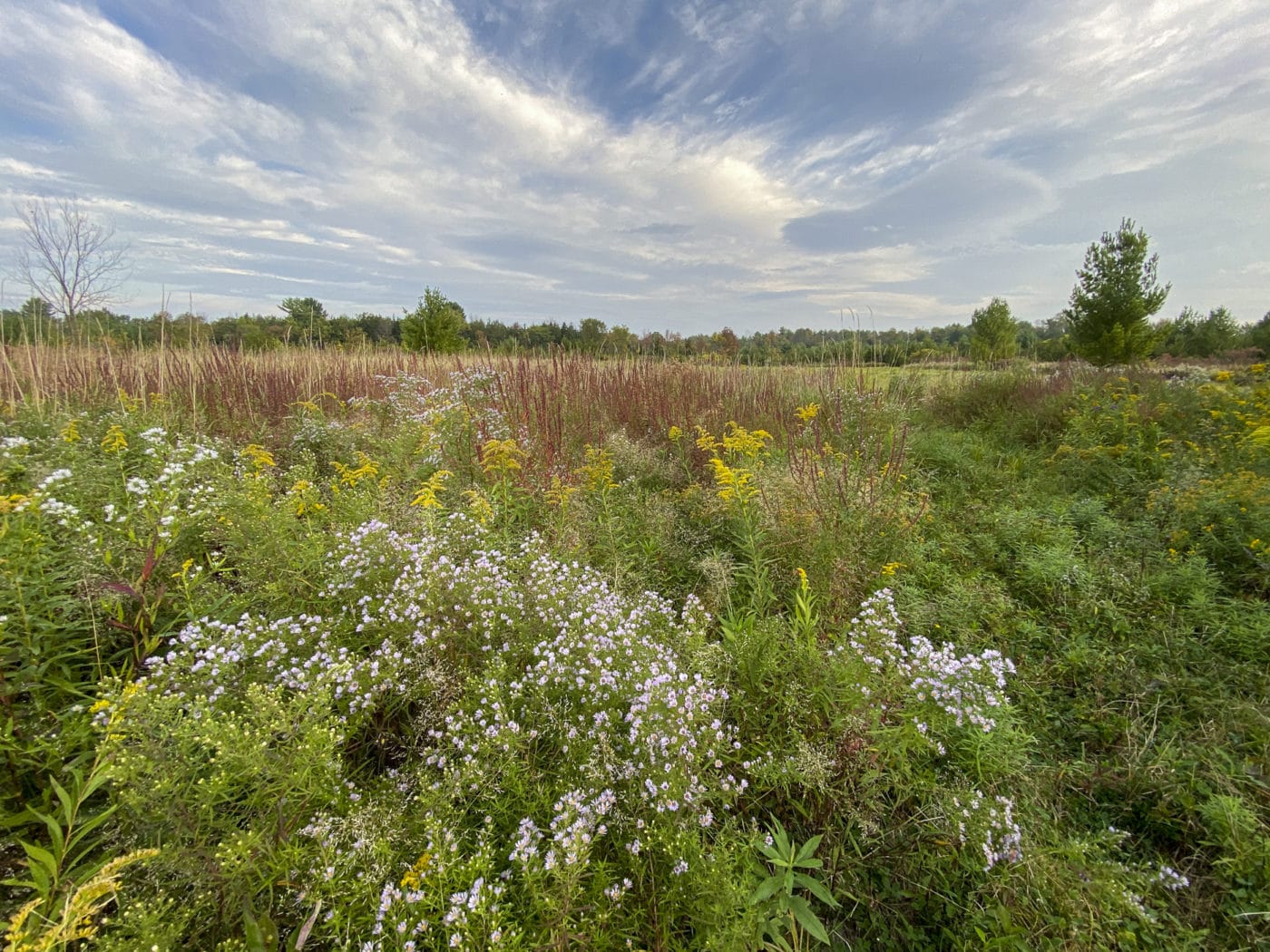 Charles Flood Wildlife Management Area